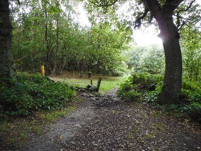 Cademan Woods copyright Liz Roberts